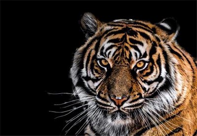 ​能杀死老虎的动物是 能够杀死老虎的动物