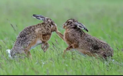 ​兔子怎么分公母简单又快（怎么从外表看兔子公母）