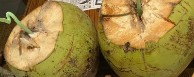 ​椰子肉的营养价值及营养成分