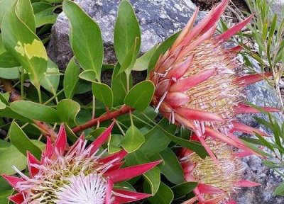 ​南非国花是什么花（帝王花深受南非人民的爱戴）