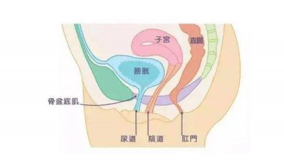 ​盆底肌影响因素 盆底肌有多重要,你绝对不知道!