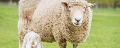 ​绵羊毛还是羊绒好 绵羊毛好还是羊绒好