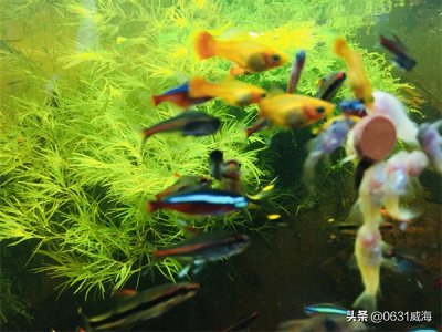 ​鱼缸需要24小时打氧吗（鱼缸全天打氧对鱼有没有影响）