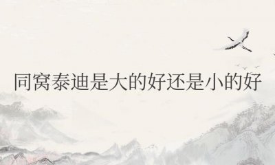 ​同窝泰迪是大的好还是小的好