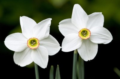 ​水仙花叶子发黄怎么回事（水仙花黄叶这样处理才正确）