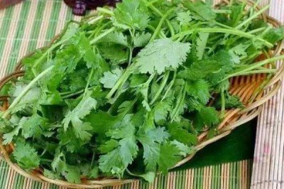 ​香菜能减肥吗 香菜怎么吃好