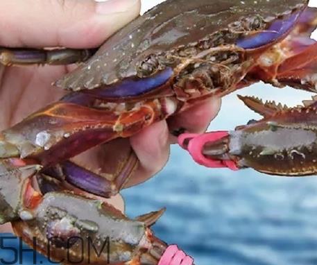 海虹蟹蒸多久才可以熟？海虹蟹蒸多长时间