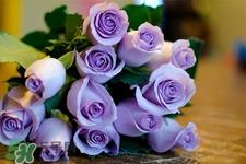 送紫玫瑰有什么含义？紫色玫瑰代表什么意思？