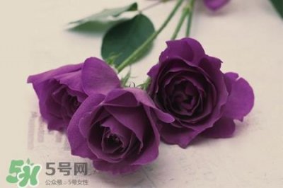 ​送紫玫瑰有什么含义？紫色玫瑰代表什么意思？