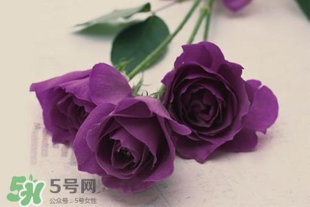 送紫玫瑰有什么含义？紫色玫瑰代表什么意思？