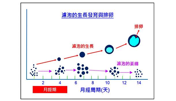 冷冻胚胎移植成功率高吗 使不孕妇女两度怀孕