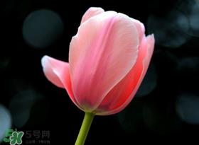 母亲节可以送郁金香吗？为什么母亲节送郁金香？