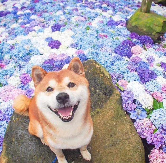 100张网红日本柴犬の美照，治愈了无数人！愿山河无恙，岁月无殇！！！
