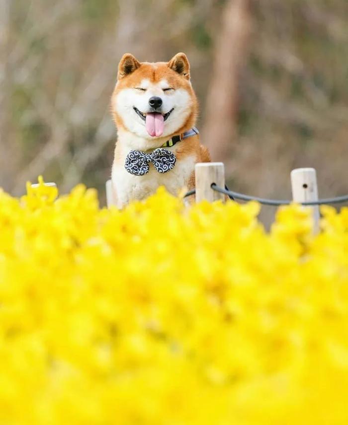 100张网红日本柴犬の美照，治愈了无数人！愿山河无恙，岁月无殇！！！