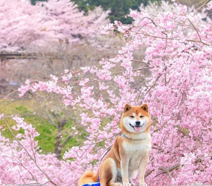 100张网红日本柴犬の美照，治愈了无数人！愿山河无恙，岁月无殇！！！