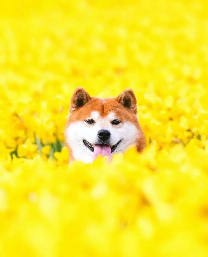 100张网红日本柴犬の美照，治愈了无数人！愿山河无恙，岁月无殇！！！