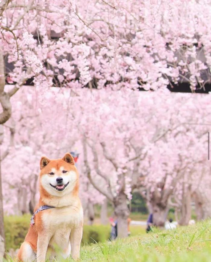 100张网红日本柴犬の美照，治愈了无数人！愿山河无恙，岁月无殇！！！