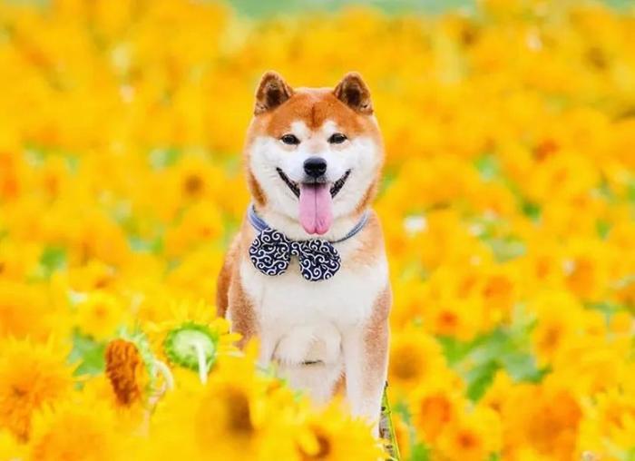 100张网红日本柴犬の美照，治愈了无数人！愿山河无恙，岁月无殇！！！
