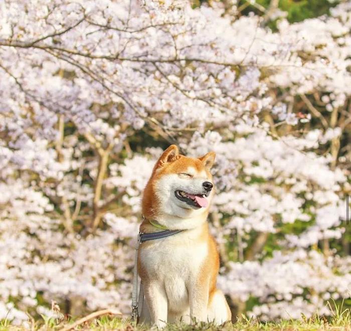 100张网红日本柴犬の美照，治愈了无数人！愿山河无恙，岁月无殇！！！