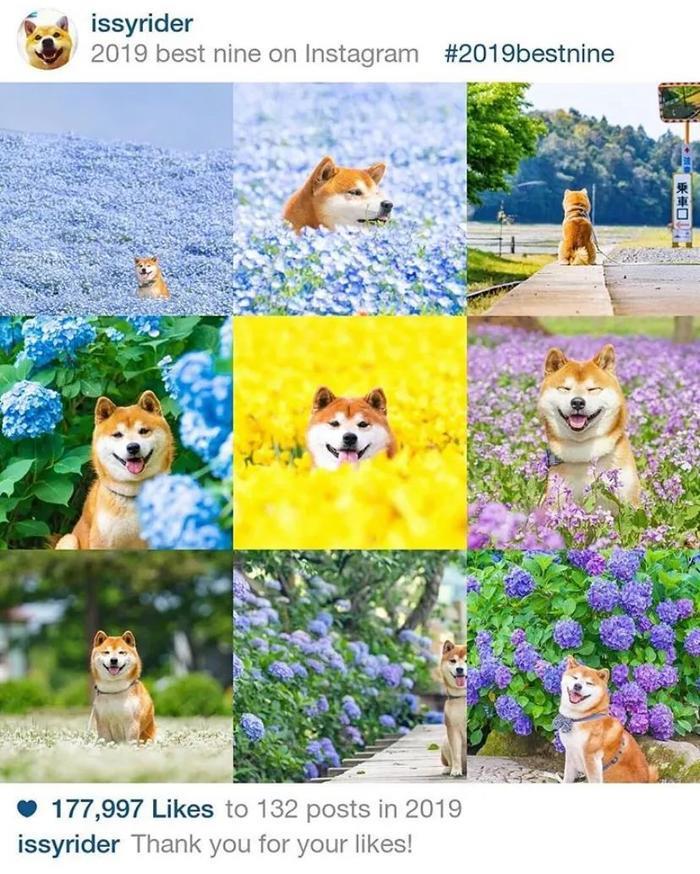100张网红日本柴犬の美照，治愈了无数人！愿山河无恙，岁月无殇！！！