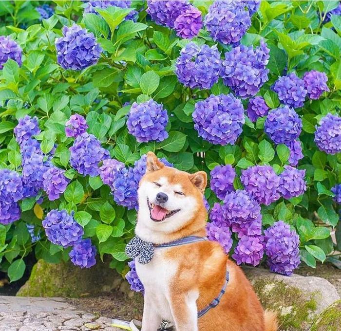 100张网红日本柴犬の美照，治愈了无数人！愿山河无恙，岁月无殇！！！