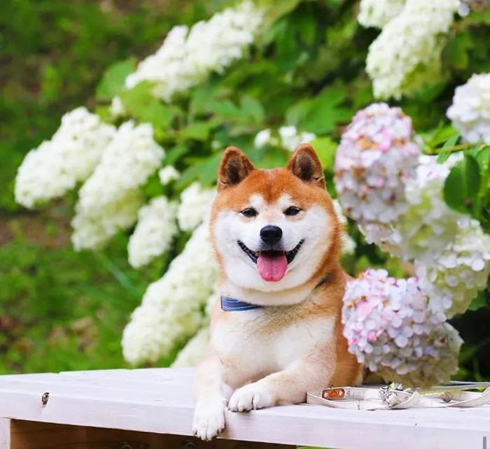 100张网红日本柴犬の美照，治愈了无数人！愿山河无恙，岁月无殇！！！