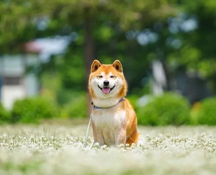 100张网红日本柴犬の美照，治愈了无数人！愿山河无恙，岁月无殇！！！