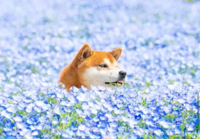 100张网红日本柴犬の美照，治愈了无数人！愿山河无恙，岁月无殇！！！