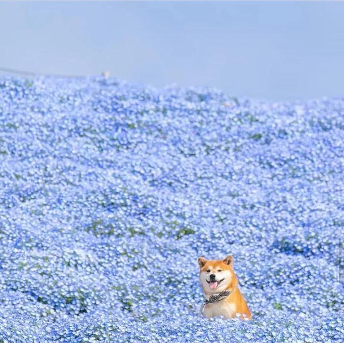100张网红日本柴犬の美照，治愈了无数人！愿山河无恙，岁月无殇！！！