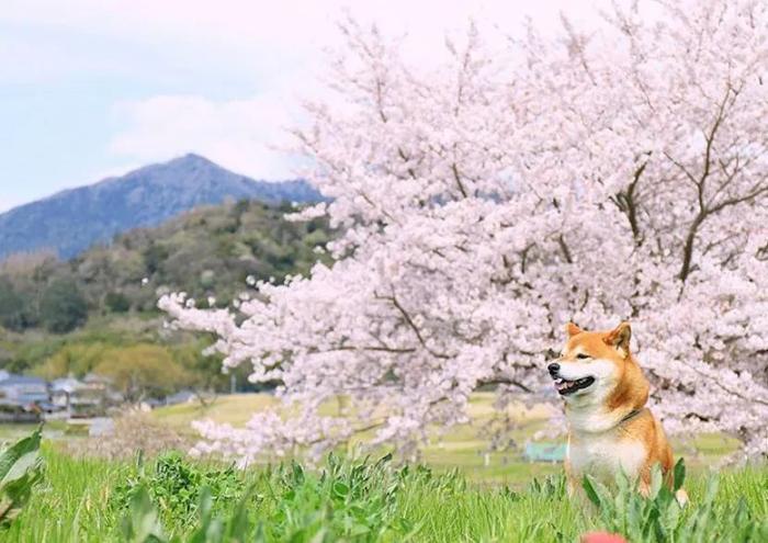 100张网红日本柴犬の美照，治愈了无数人！愿山河无恙，岁月无殇！！！