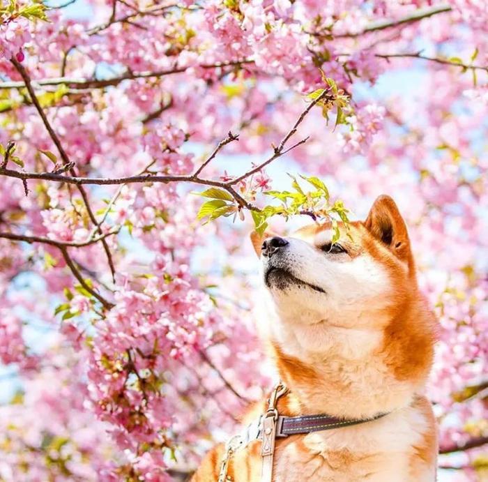 100张网红日本柴犬の美照，治愈了无数人！愿山河无恙，岁月无殇！！！