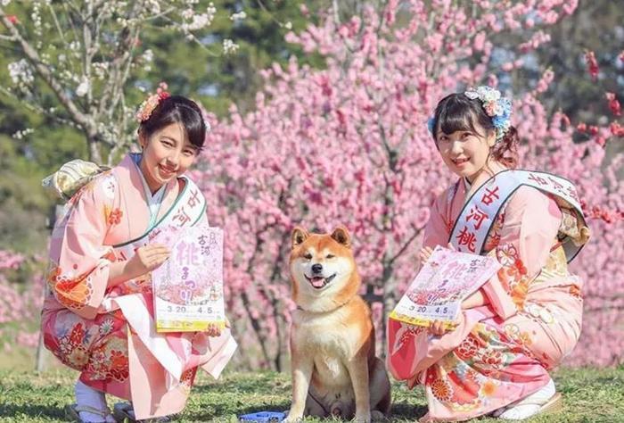 100张网红日本柴犬の美照，治愈了无数人！愿山河无恙，岁月无殇！！！