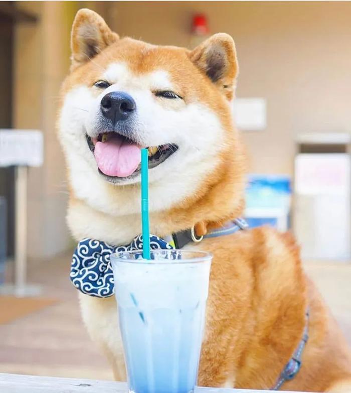 100张网红日本柴犬の美照，治愈了无数人！愿山河无恙，岁月无殇！！！