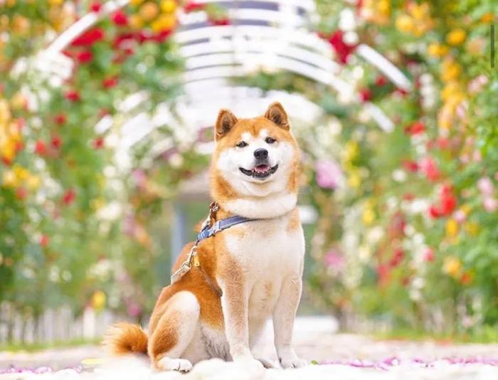 100张网红日本柴犬の美照，治愈了无数人！愿山河无恙，岁月无殇！！！