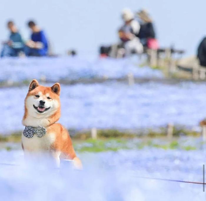 100张网红日本柴犬の美照，治愈了无数人！愿山河无恙，岁月无殇！！！