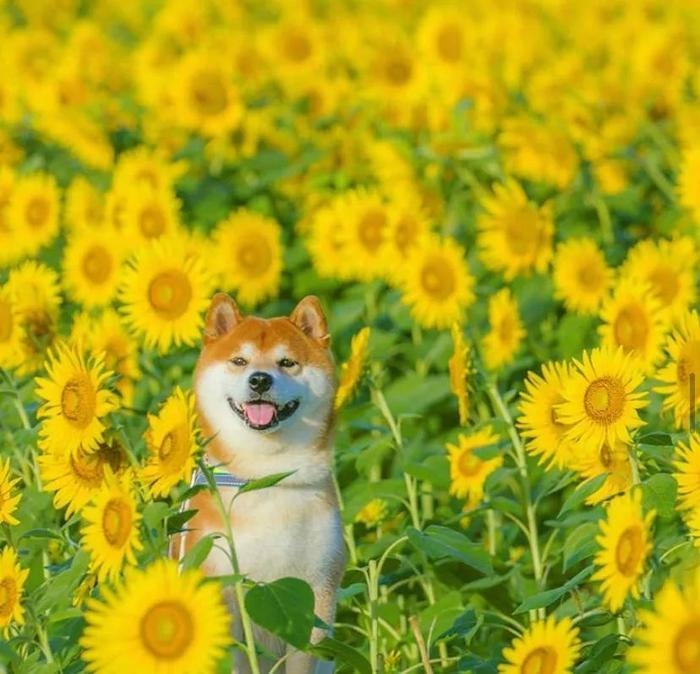 100张网红日本柴犬の美照，治愈了无数人！愿山河无恙，岁月无殇！！！