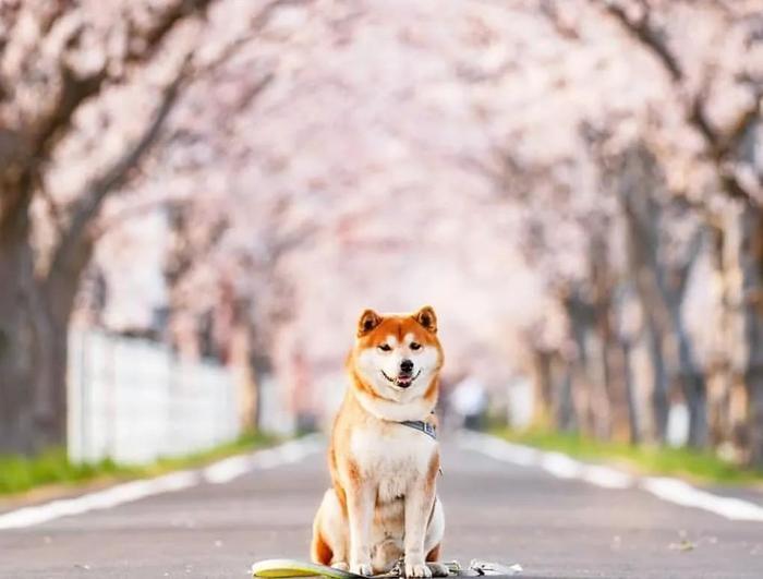 100张网红日本柴犬の美照，治愈了无数人！愿山河无恙，岁月无殇！！！