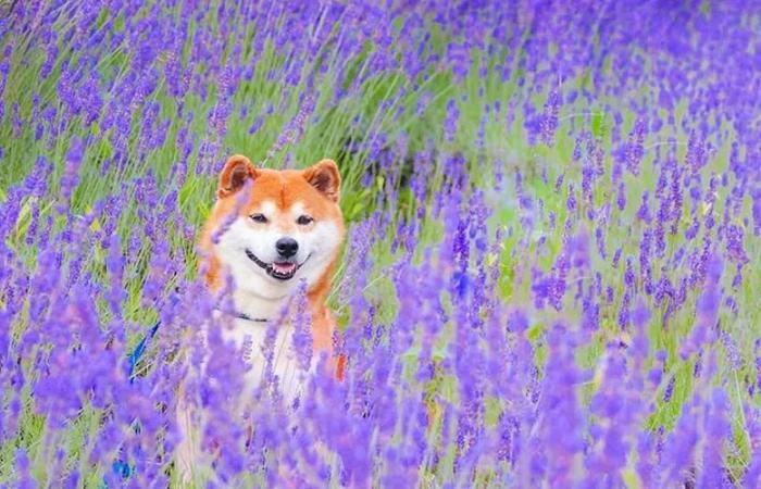 100张网红日本柴犬の美照，治愈了无数人！愿山河无恙，岁月无殇！！！