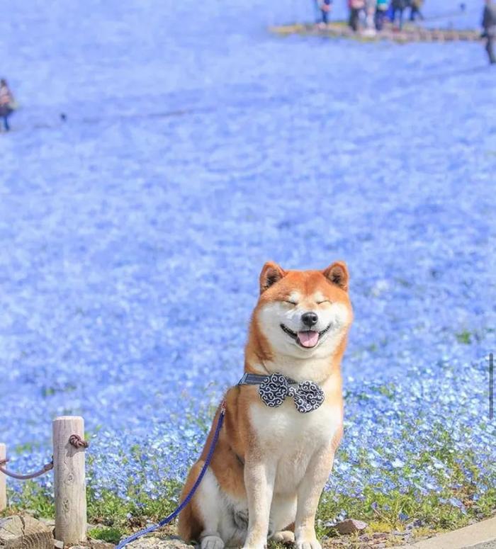 100张网红日本柴犬の美照，治愈了无数人！愿山河无恙，岁月无殇！！！