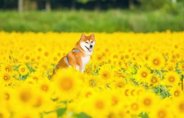 100张网红日本柴犬の美照，治愈了无数人！愿山河无恙，岁月无殇！！！