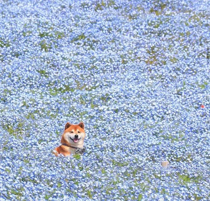 100张网红日本柴犬の美照，治愈了无数人！愿山河无恙，岁月无殇！！！