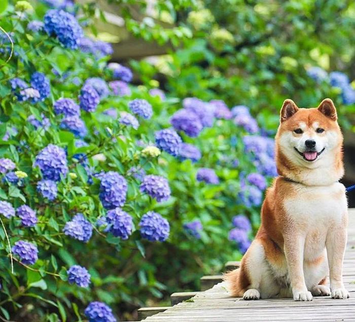 100张网红日本柴犬の美照，治愈了无数人！愿山河无恙，岁月无殇！！！