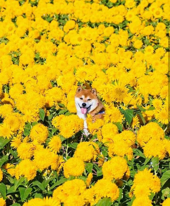 100张网红日本柴犬の美照，治愈了无数人！愿山河无恙，岁月无殇！！！
