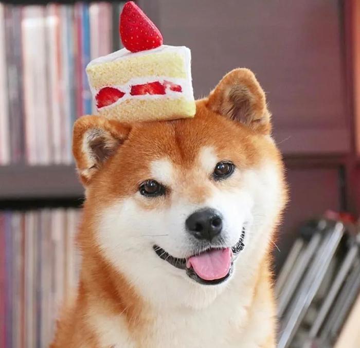 100张网红日本柴犬の美照，治愈了无数人！愿山河无恙，岁月无殇！！！