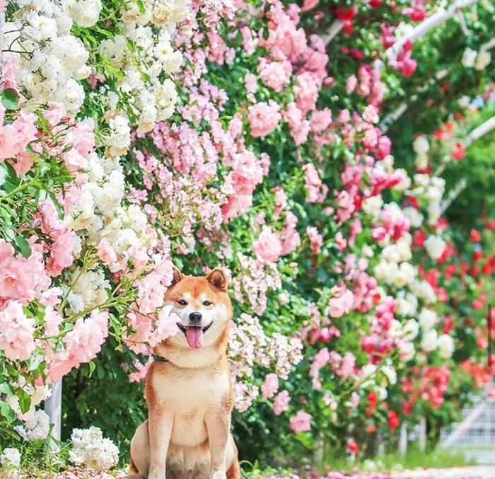 100张网红日本柴犬の美照，治愈了无数人！愿山河无恙，岁月无殇！！！