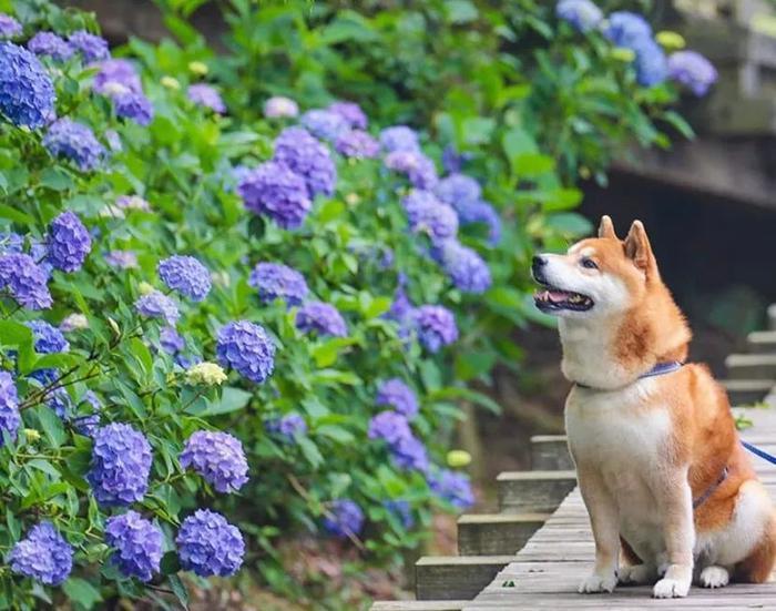 100张网红日本柴犬の美照，治愈了无数人！愿山河无恙，岁月无殇！！！