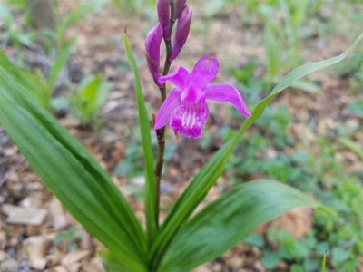 ​白芨的功效和作用