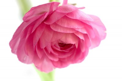 ​花毛茛怎么浇水