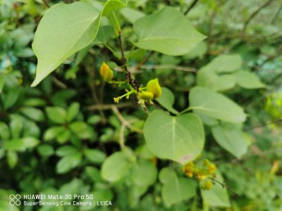 ​丁香花怎么养