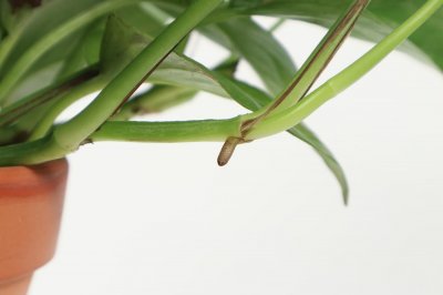 ​绿萝在卧室里养好吗，可以放厨房吗